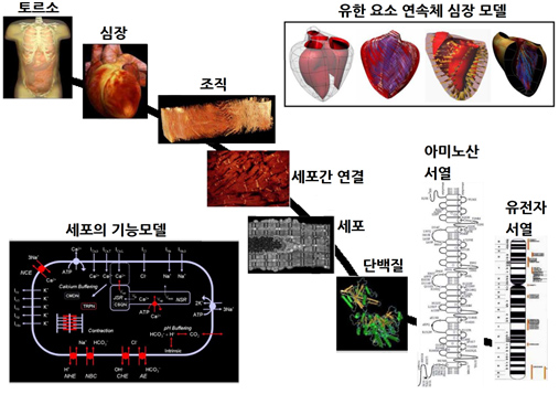 토르소, 심장, 조직, 세포간 연결, 세포, 단백질, 아미노산 서열, 유전자 서열, 유한 요소 심장 모델, 세포의 기능모델